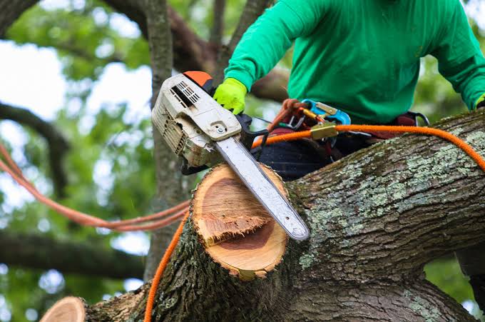 Tree Removal